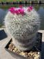 Preview: Mammillaria hahniana